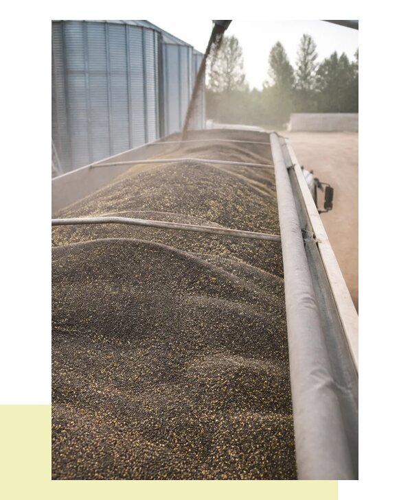 Перевозка рапса в Камышин с погрузкой и доставкой по адресу