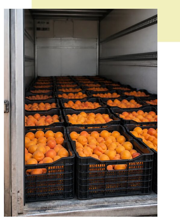Автоперевозка абрикосов в Камышин по цене от 5498 р. | Агросервис-Кмш